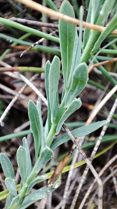 Thymelaea pubescens, photographed by Quentin Groom
