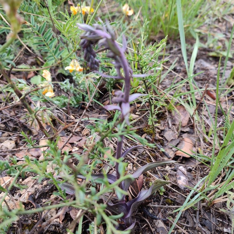 Epipactis kleinii, photographed by Quentin Groom