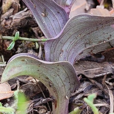 Epipactis kleinii, photographed by Quentin Groom