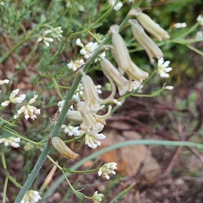 Dipcadi serotinum, photographed by Quentin Groom