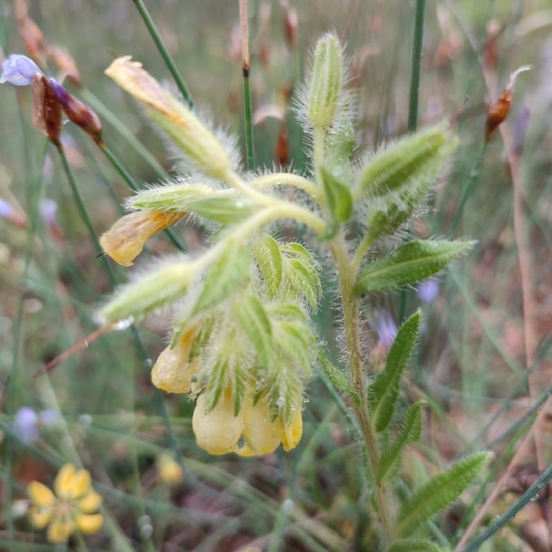 Onosma tricerosperma, photographed by Quentin Groom