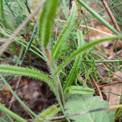 Onosma tricerosperma, photographed by Quentin Groom