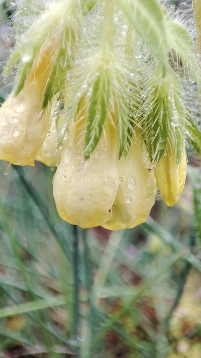 Onosma tricerosperma, photographed by Quentin Groom