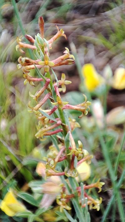 Thymelaea pubescens, photographed by Quentin Groom