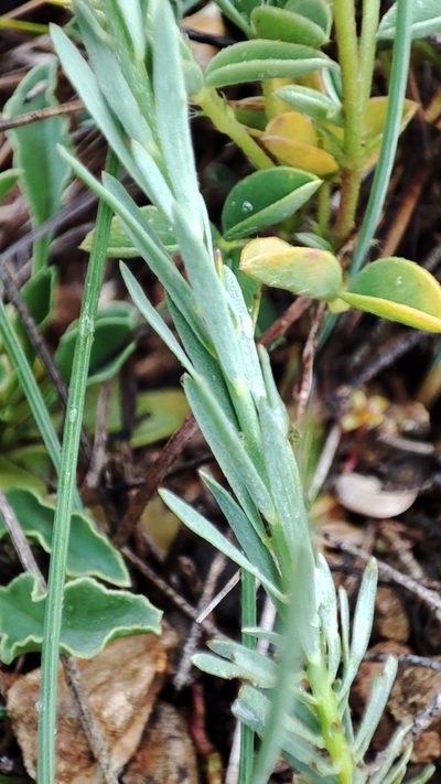 Thymelaea pubescens, photographed by Quentin Groom