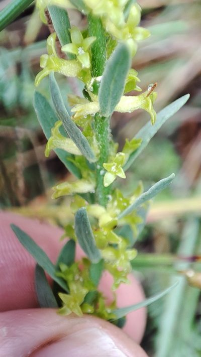 Thymelaea pubescens, photographed by Quentin Groom