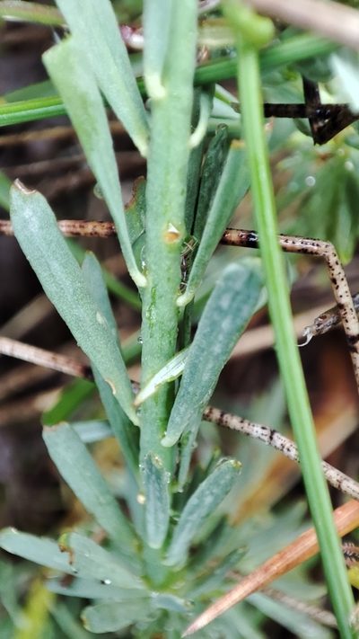 Thymelaea pubescens, photographed by Quentin Groom
