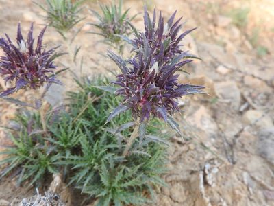 Atractylis caespitosa, photographed by Abdenour Kheloufi