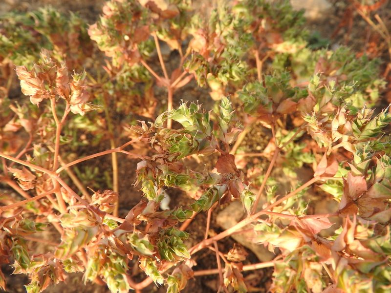 Euphorbia hieroglyphica, photographed by Abdenour Kheloufi