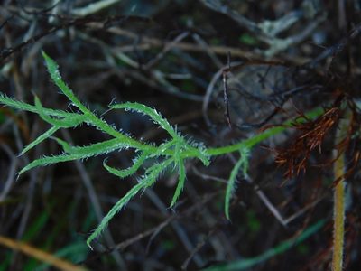 Pelargonium caledonicum, photographed by Klaus Wehrlin