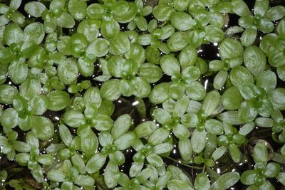 Callitriche heterophylla, photographed by Don Loarie