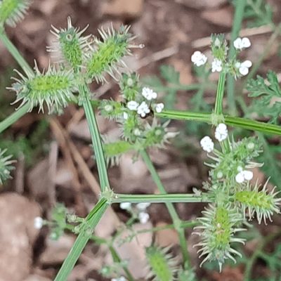 Caucalis platycarpos, photographed by Quentin Groom