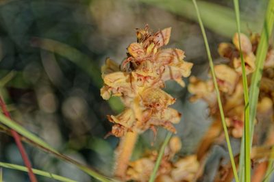 Orobanche gracilis, photographed by Christian Oudot