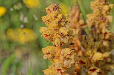 Orobanche gracilis, photographed by Christian Oudot