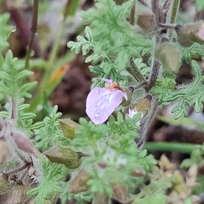 Teucrium botrys, photographed by Quentin Groom