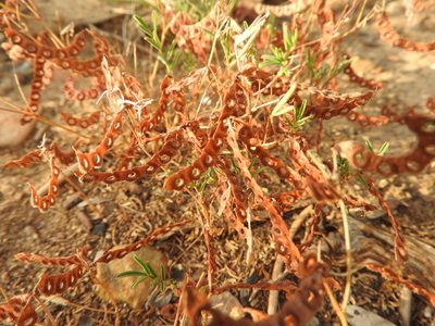 Hippocrepis ciliata, photographed by Abdenour Kheloufi