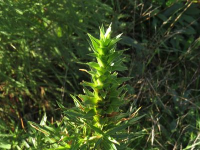 Cliffortia heterophylla, photographed by Jeremy Gilmore