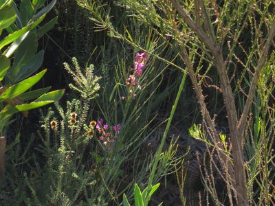 Indigofera filifolia, photographed by Jeremy Gilmore