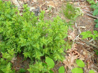 Aureolaria pedicularia, photographed by Lynn Harper