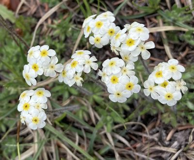 Androsace lehmanniana, photographed by Caleb Catto