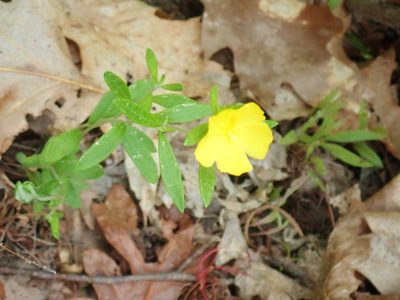 Crocanthemum canadense, photographed by Lynn Harper