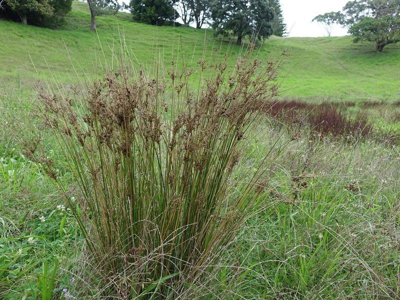 Juncus subsecundus, photographed by Jacqui Geux