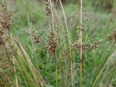Juncus subsecundus, photographed by Jacqui Geux