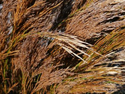 Restio festuciformis, photographed by flamelily