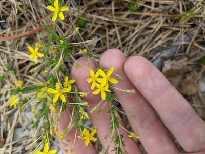 Hudsonia ericoides, photographed by Fives