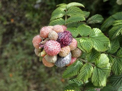 Rubus niveus, photographed by Kai Squires