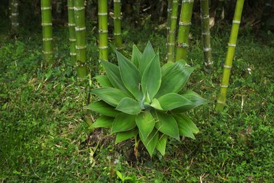 Agave attenuata, photographed by Daniel Mesa