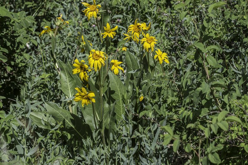 Wyethia arizonica, photographed by Craig Martin
