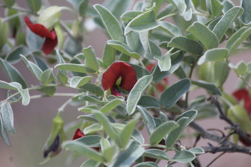Brongniartia parryi, photographed by José Belem Hernández Díaz