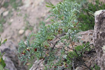 Brongniartia parryi, photographed by José Belem Hernández Díaz