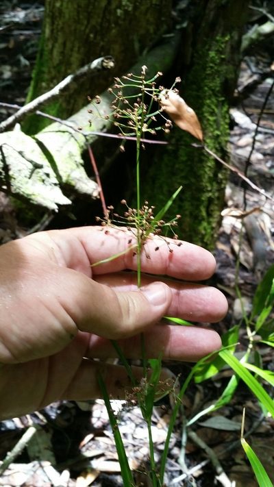 Rhynchospora miliacea, photographed by Jay Horn