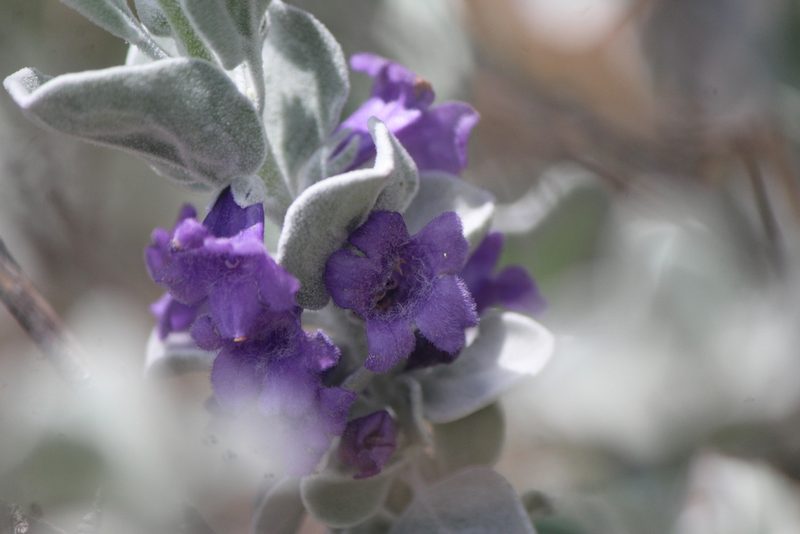 Leucophyllum ambiguum, photographed by José Belem Hernández Díaz