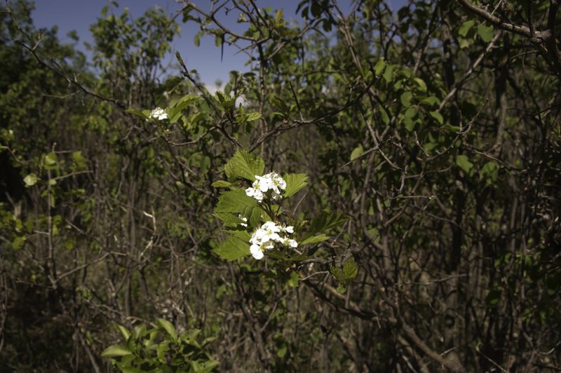 Crataegus chrysocarpa, photographed by Doug Macaulay