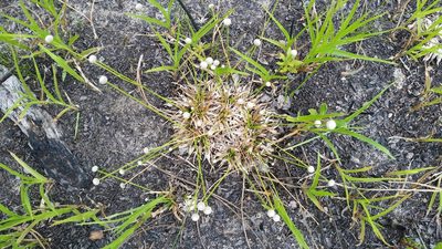 Paepalanthus anceps, photographed by Jay Horn