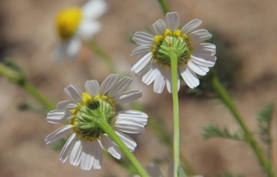 Anthemis cotula, photographed by Millie Basden
