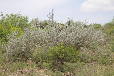 Leucophyllum ambiguum, photographed by José Belem Hernández Díaz