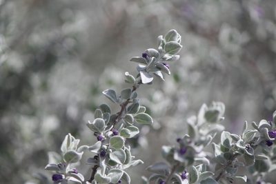 Leucophyllum ambiguum, photographed by José Belem Hernández Díaz