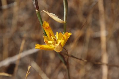 Calochortus weedii, photographed by Millie Basden