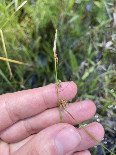 Carex lutea, photographed by Brandon Wheeler