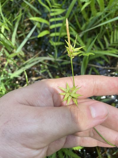 Carex lonchocarpa, photographed by Brandon Wheeler