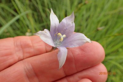 Wahlenbergia krebsii, photographed by Peter Warren