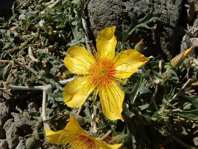Mentzelia lindleyi, photographed by joergmlpts