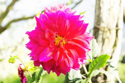 Dahlia pinnata, photographed by Daniel Mesa