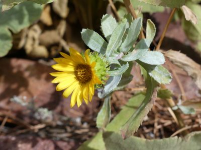 Grindelia subalpina, photographed by botanygirl