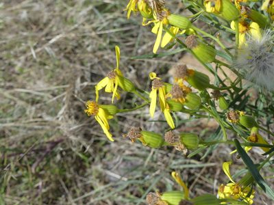 Senecio spartioides, photographed by botanygirl