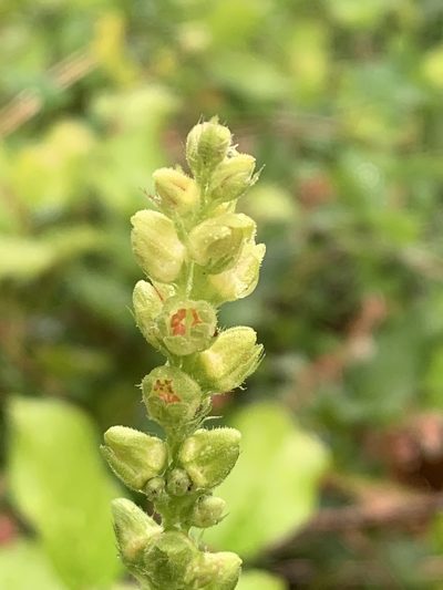 Heuchera chlorantha, photographed by Tom Erler